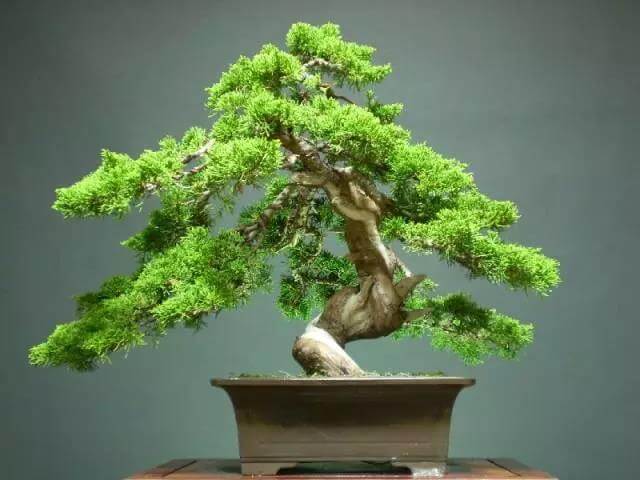 房屋装修摆放植物